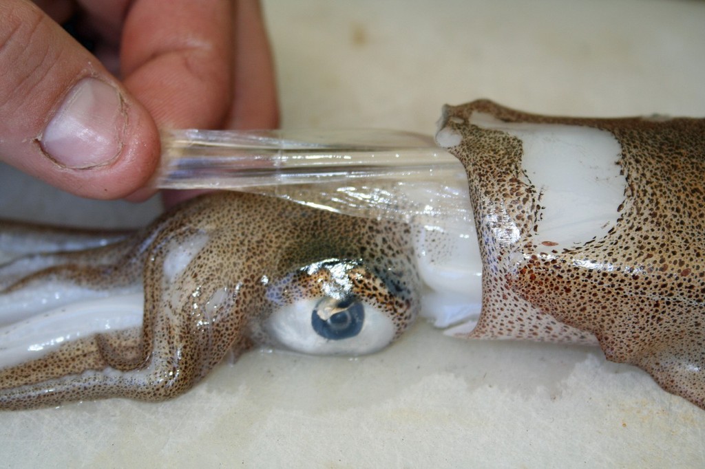 When preparing calamari it is best if you remove the clear membrane inside the hood before removing the squids head and entrails. © Jarrod Day
